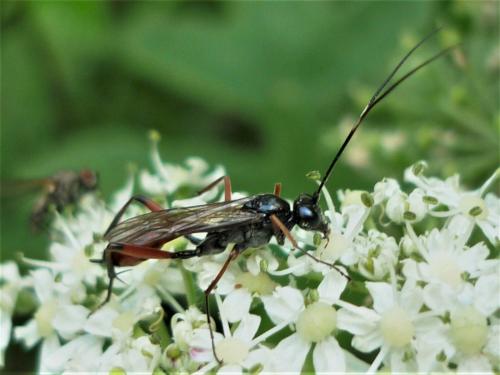 Exetastes gracilicornis